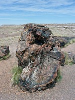 Giant logs FP (13).JPG